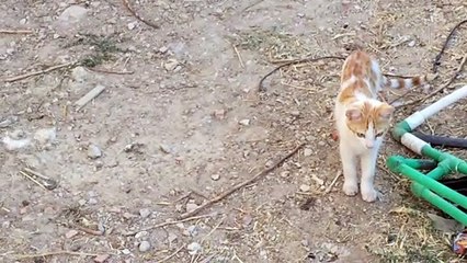 Küçük kedilerin komik halleri garip bir videıo