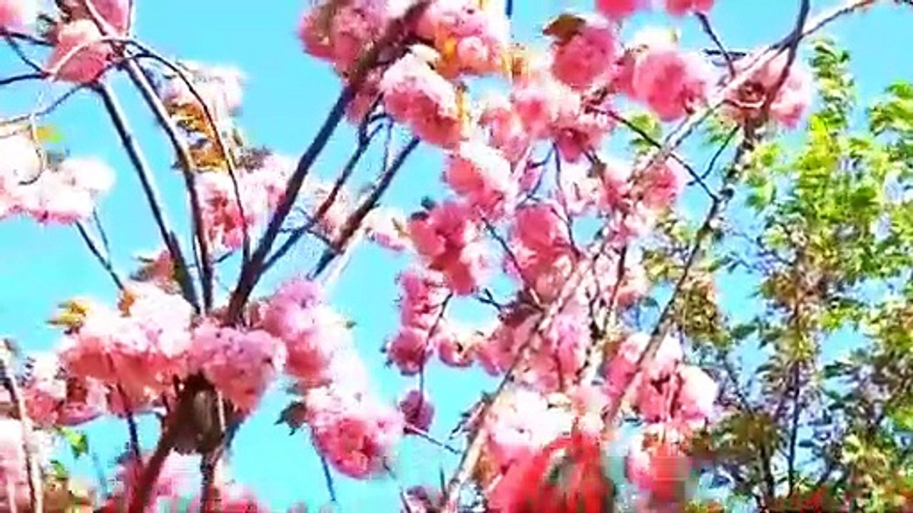 Love Music Song - Honey's Beautiful Scenery Video & Love Musical Song.