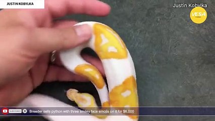 Tải video: Breeder sells python with three smiley face emojis on it for $6,000