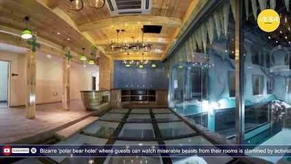 Bizarre polar bear hotel where guests can watch miserable beasts from their rooms