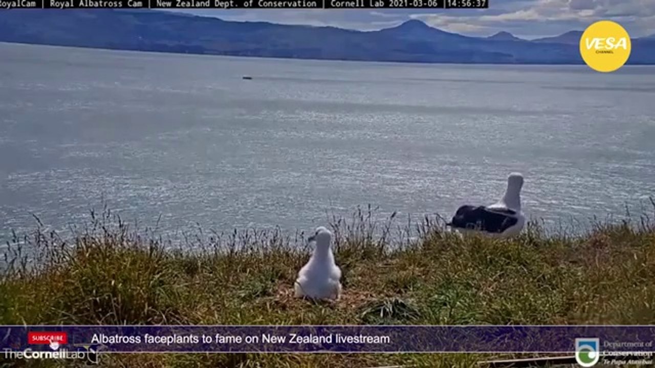 Albatross faceplants to fame on New Zealand livestream