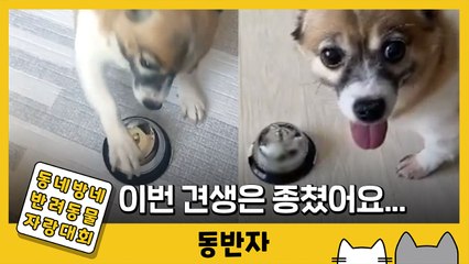 [동반자] '이번 견생은 종쳤어요...' 11살 짱아의 흔한 식사 시간 / YTN