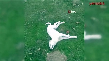 Vahşet! Ankara'da 22 köpek zehirlenerek öldürüldü