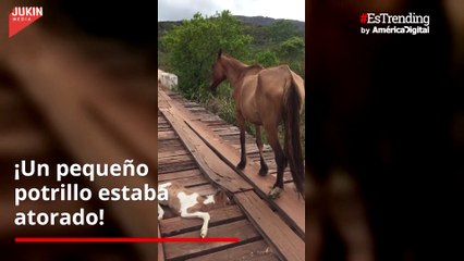 Valiente acción: hombre rescata a un potrillo que se atoró en un puente