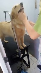 Sosyal nag pa groom si Miya.