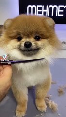 dog is so cute