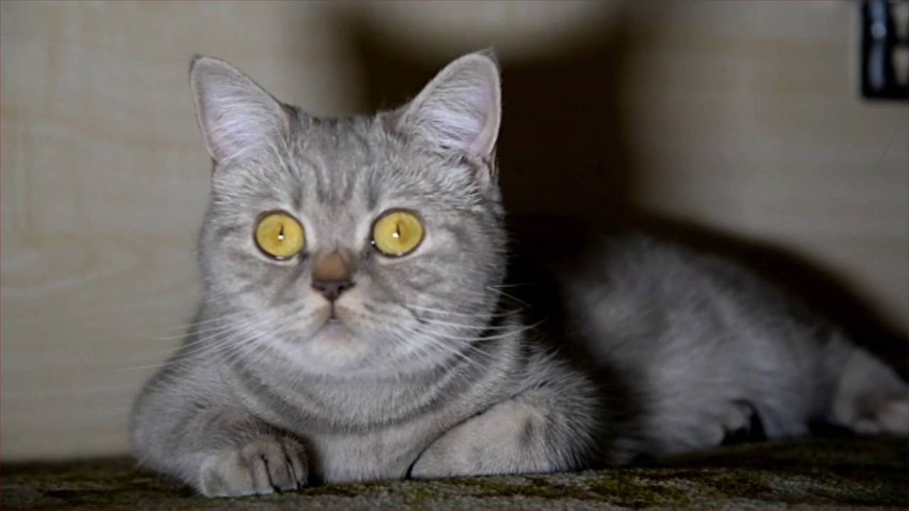 5 Things Cat Owners Should Know Before Adding a New Pet to the Family