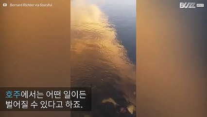 호주 강에서 발견된 상어