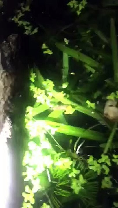 aquatic plant