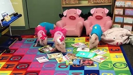 세상에서 가장 귀여운 새끼돼지 영상 모음