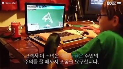 자기 전 키스를 요구하는 귀여운 오리