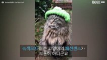 이 고양이의 패션센스란!