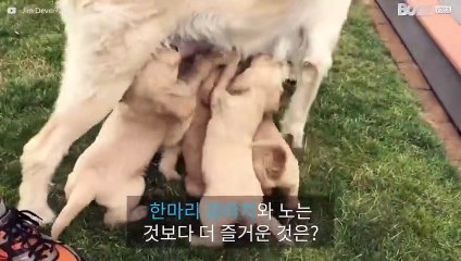 짱 귀여운 알버트! 래브라도 강아지들과 함께 한 오후