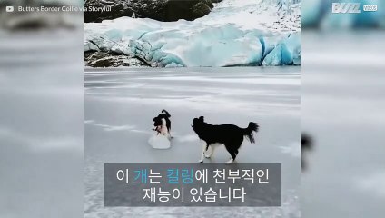 이 개는 올림픽 컬링팀에 참가할 준비가 되었습니다!