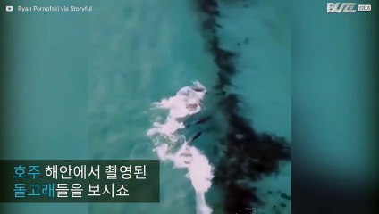 이 돌고래들의 서핑 실력을 좀 보시죠!