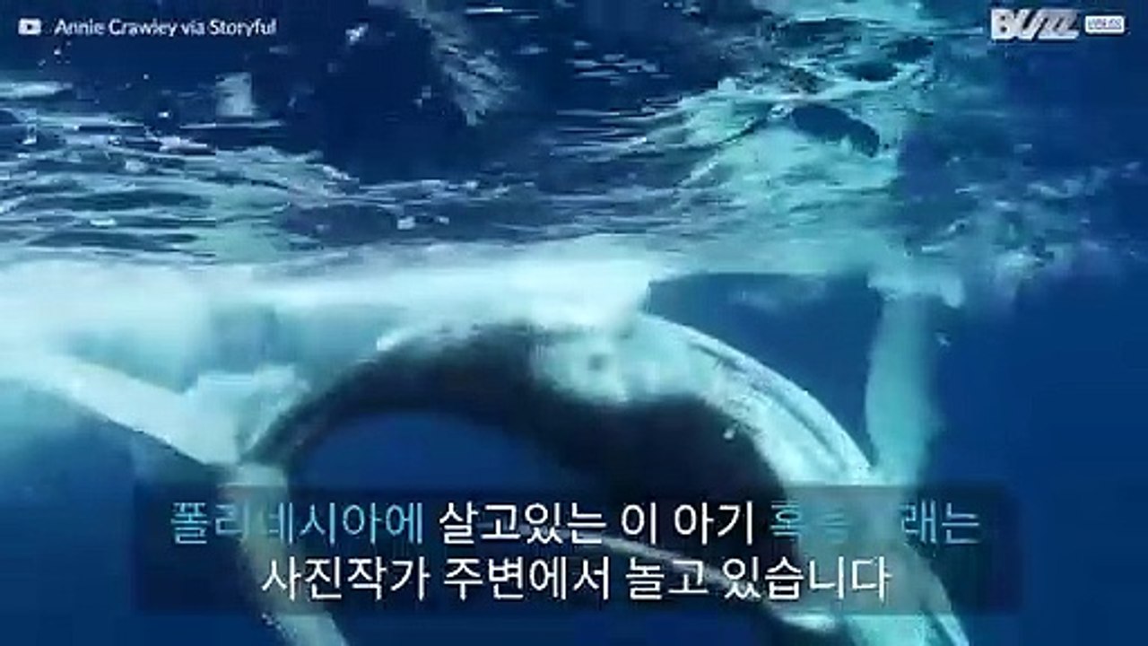장난스런 아기 고래가 카메라 앞에서 춤을 추고 있어요