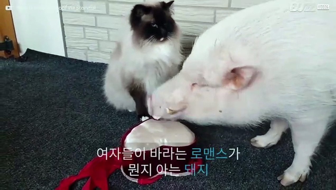 연인의 마을 얻고자 노력하는 귀여운 돼지