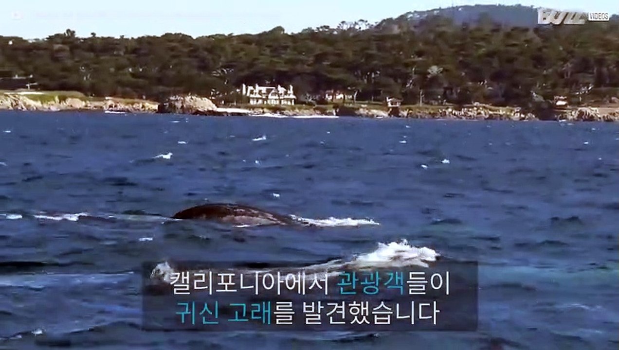 관광객들을 즐겁게 하는 귀신고래와 바다사자