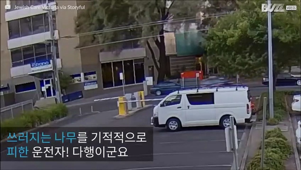 쓰러지는 나무를 기적적으로 피한 자동차
