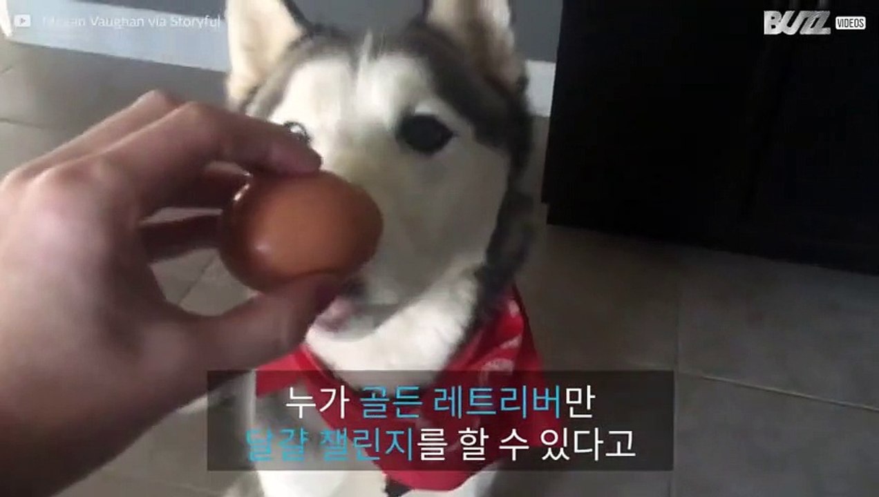 달걀 챌린지에 도전하는 허스키들!