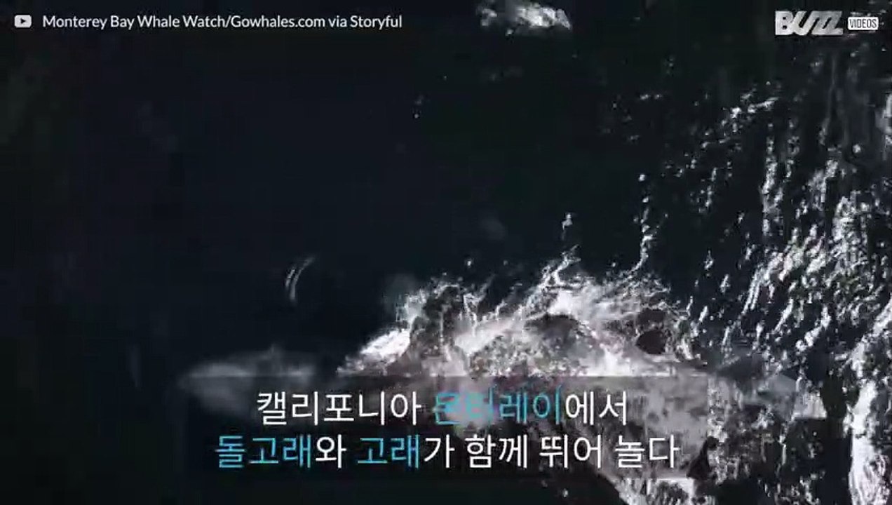 돌고래와 고래가 어울려 노는 신비로운 장면