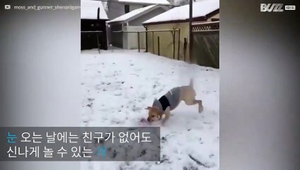 신이 나서 눈 밭을 뛰어노는 댕댕이