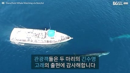 캘리포니아에서 두 마리의 거대한 고래와 조우한 관광객들
