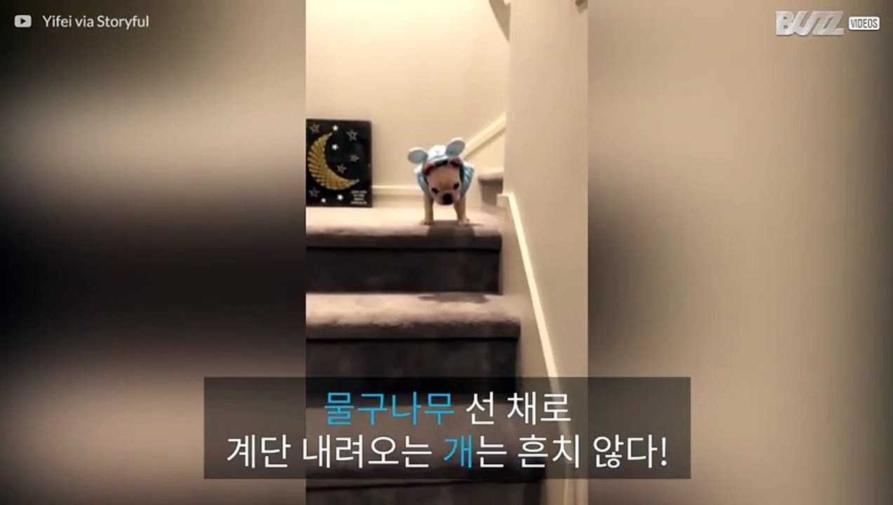 물구나무 선 채로 계단을 우당탕 내려오는 아기 불독