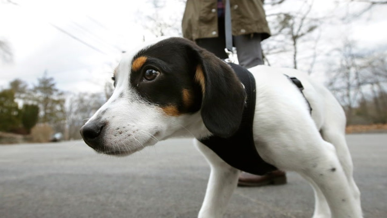 How dogs can smell epileptic seizures before th...