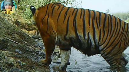 martin garrix animals official video