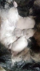 Conejitos bebe
