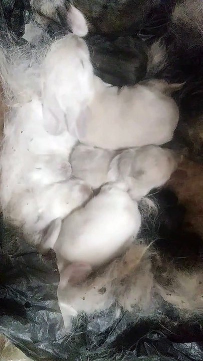 Conejitos bebe