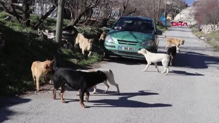 BURDUR Ameliyattan ve nöbetten çıkıp, sokak hayvanlarını beslemeye koşuyor