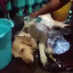 Talentado ng alaga ko.