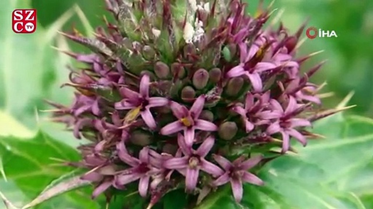 Bilim literatürüne ‘Anatolia’ adında alt cins bitki kazandırıl