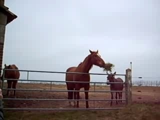 pompom horse