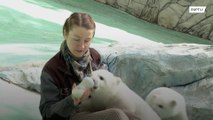 Cute polar bear cubs cared for by Russian park workers after mother rejects them