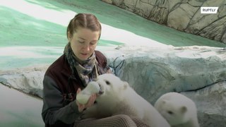Cute polar bear cubs cared for by Russian park workers after mother rejects them