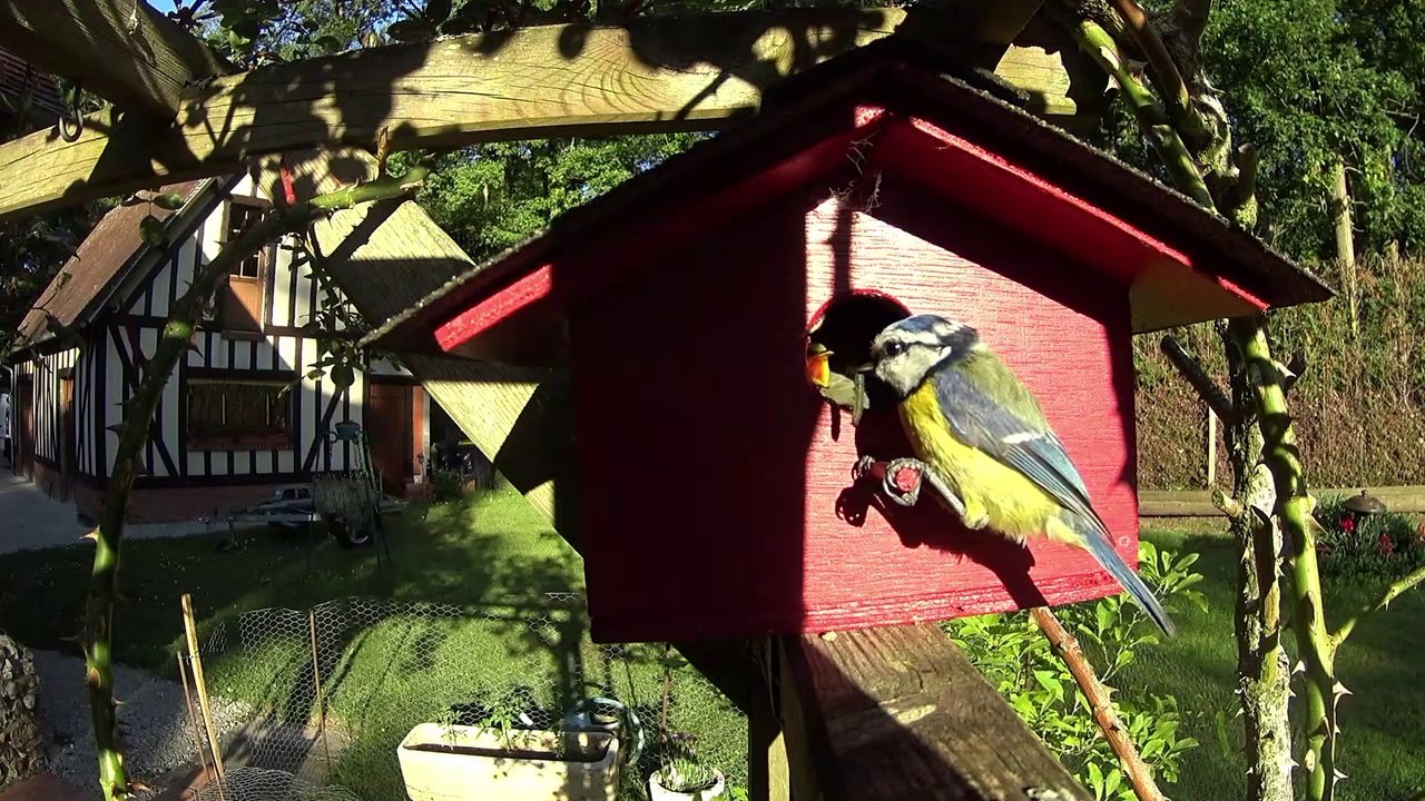 Naissance d'une nichée de mésanges