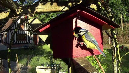 Naissance d'une nichée de mésanges