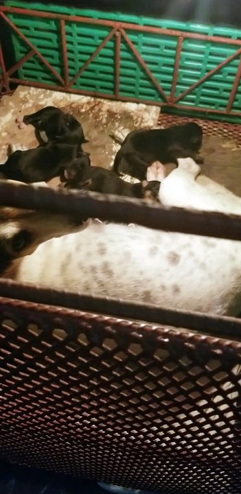 cutieee puppies