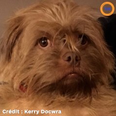 Ce chien crée le buzz avec son visage semblable à celui d’un homme