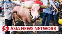 Vietnam News | Pink bull captivates locals in HCM City