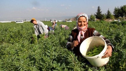 Mersin'den Irak'a ihraç edilen baklada hasat sona erdi