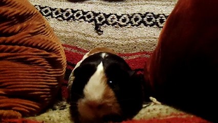 CAVIA PORCELLUS PARSLEY 102_3583