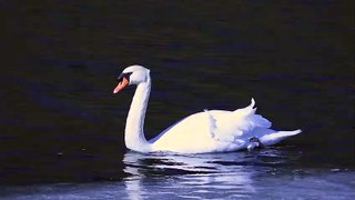 Untitled swan