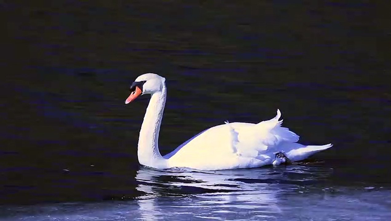 Untitled swan
