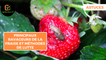 Astuces : Principaux ravageurs de la fraise et méthodes de lutte