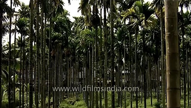 Areca nut plantation