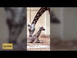 Imatges de la cria de girafa que ha nascut al Zoo de Barcelona